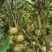 坚果又名夏威夷果