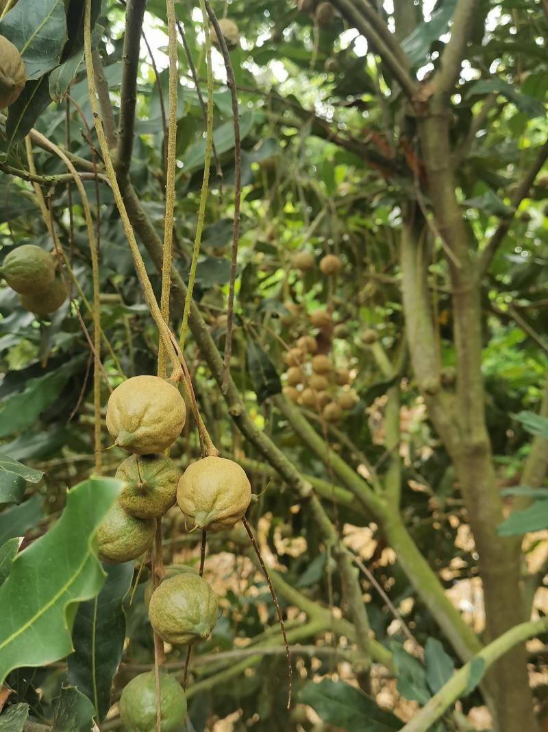 坚果又名夏威夷果