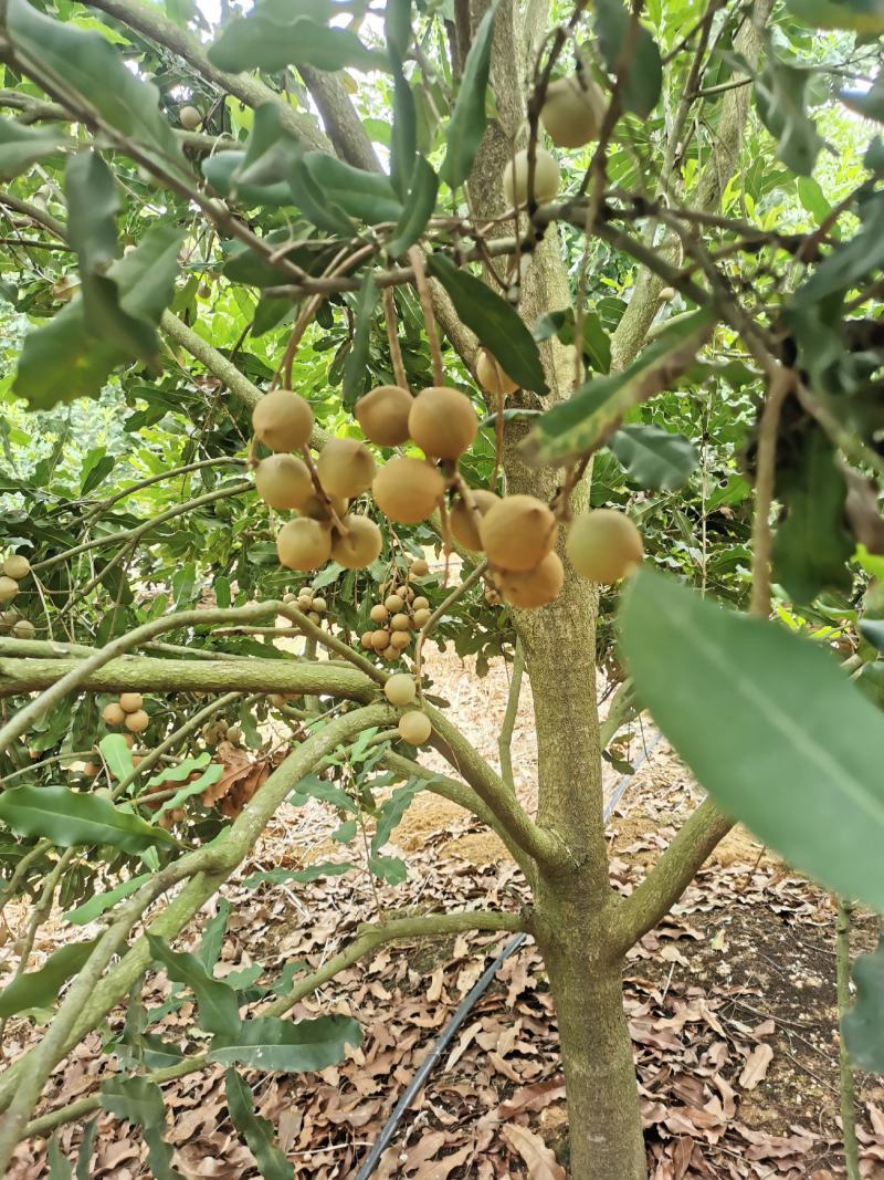 坚果又名夏威夷果