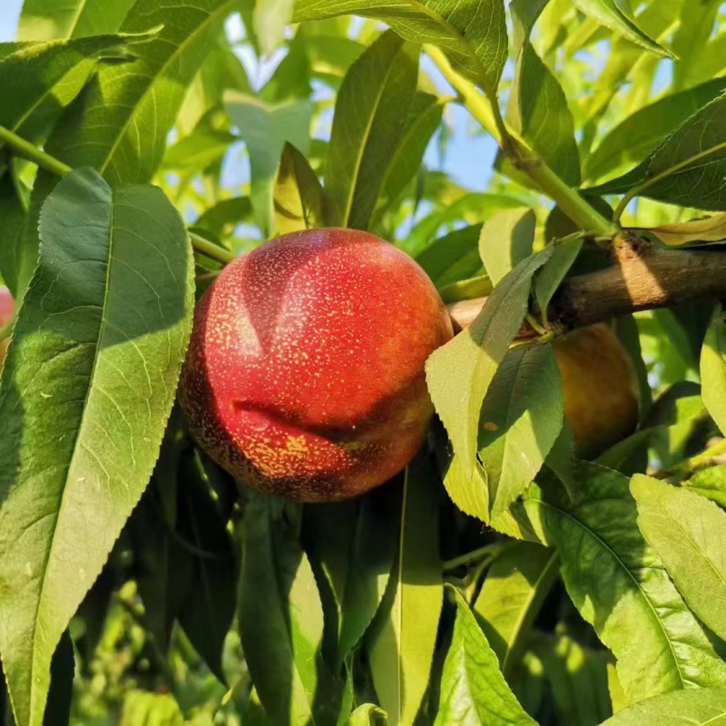 油桃