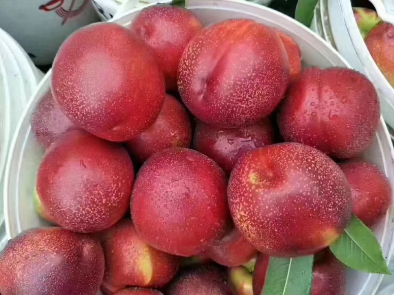 油桃