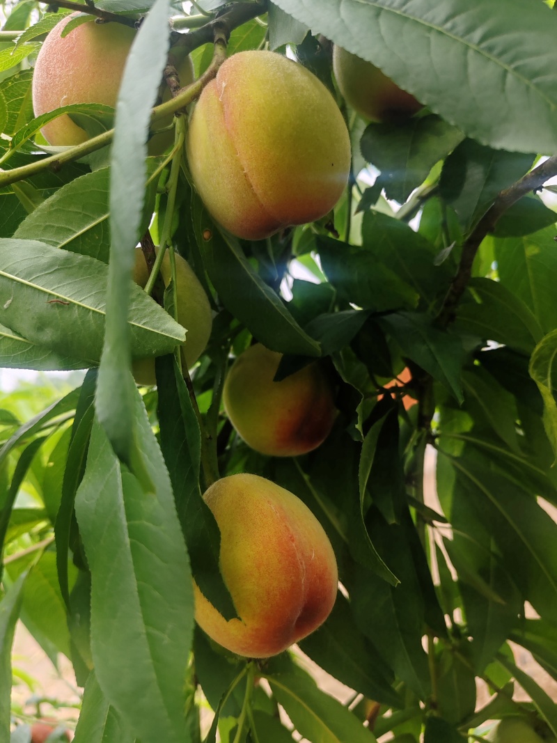 黄金蜜