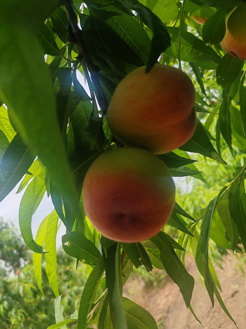 黄金蜜