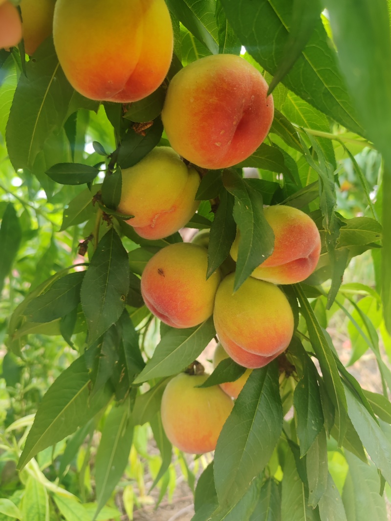 黄金蜜