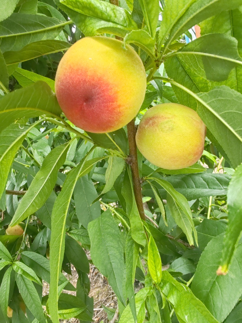 黄金蜜