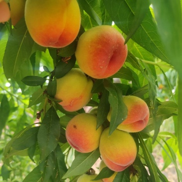 黄金蜜