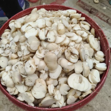 干贝母片