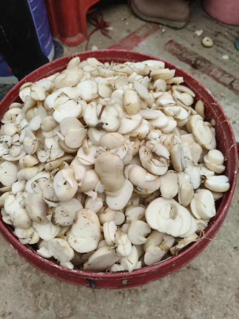干贝母片