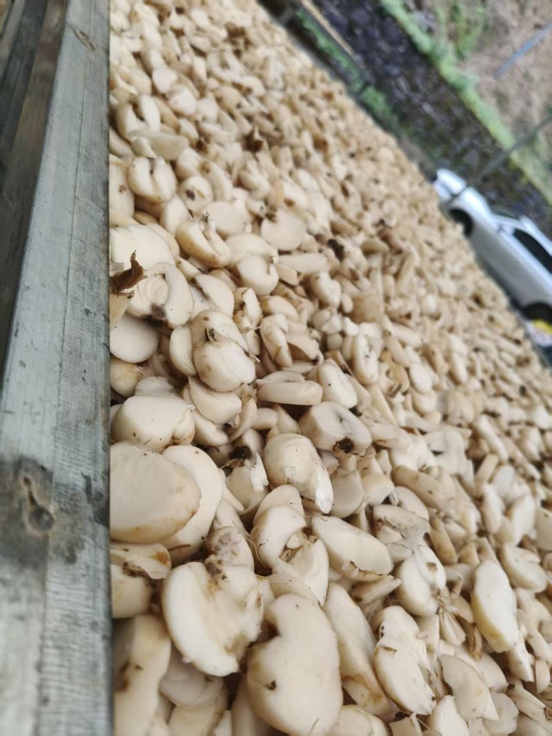 干贝母片