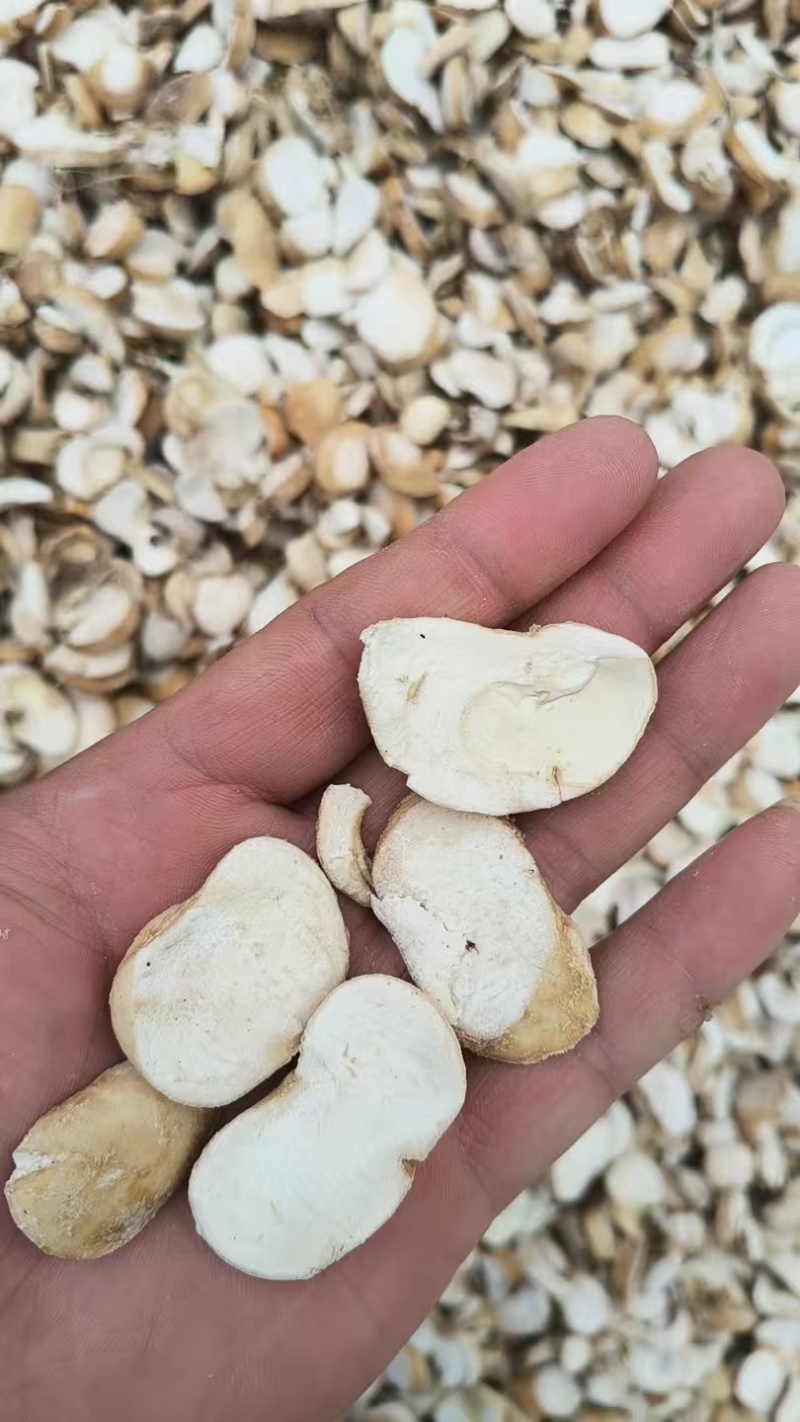 干贝母片