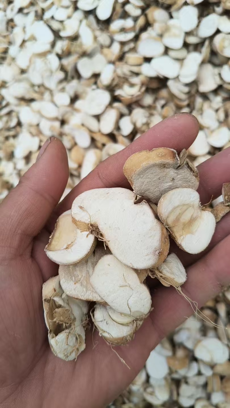 干贝母片