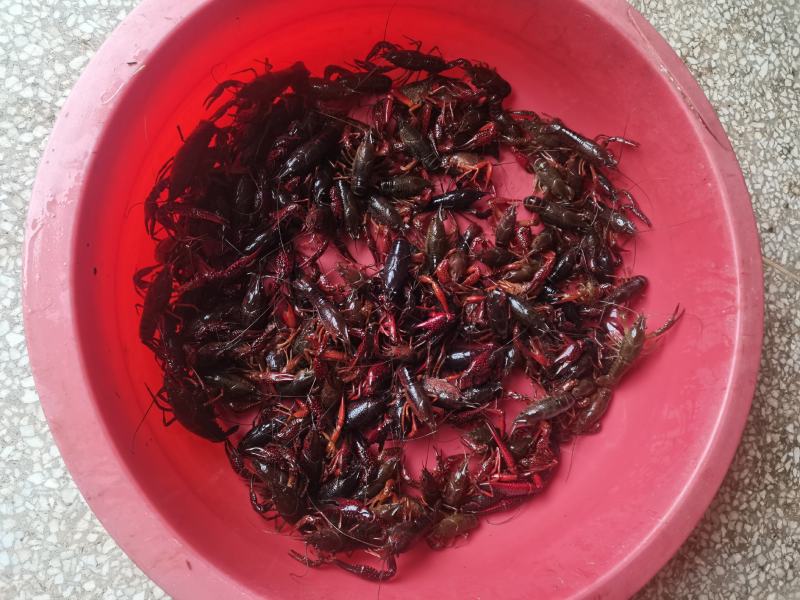 农村生态小龙虾，精品现货速发，保质保量欢迎选购