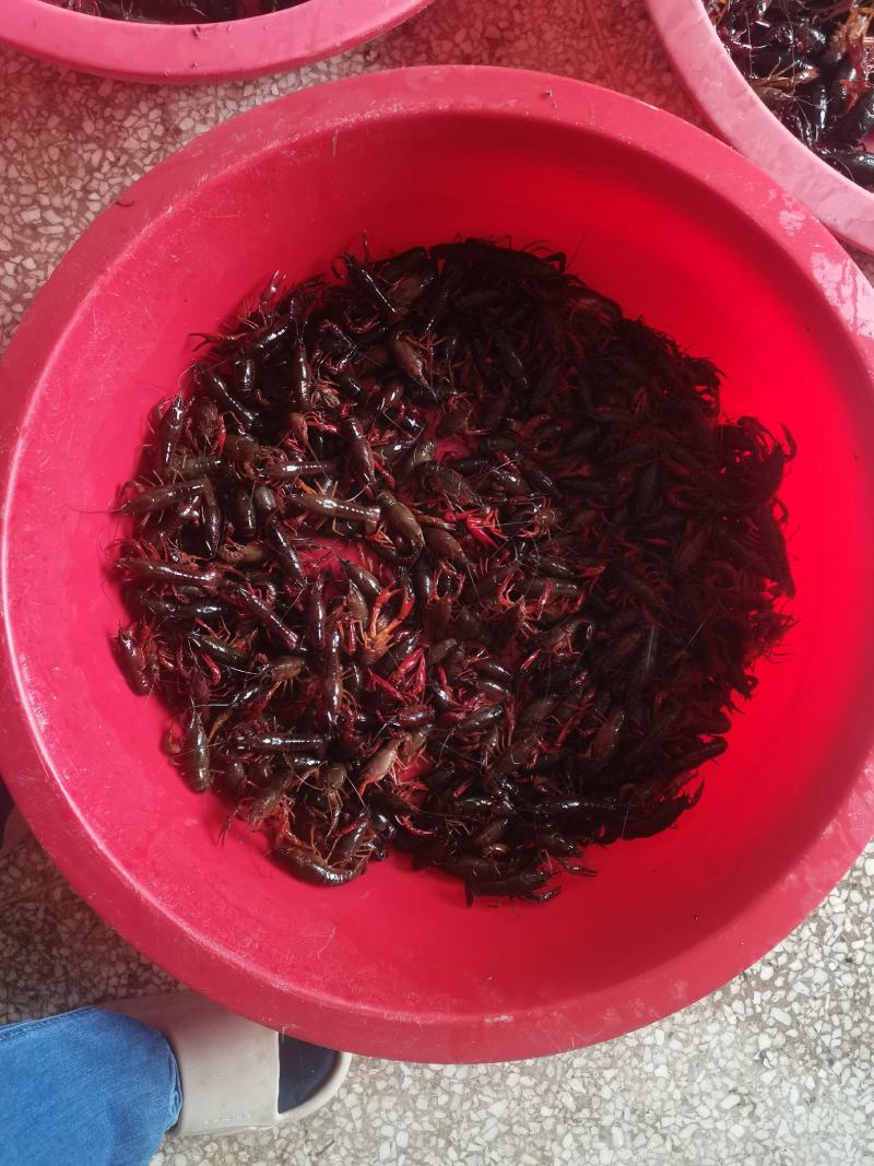 农村生态小龙虾，精品现货速发，保质保量欢迎选购