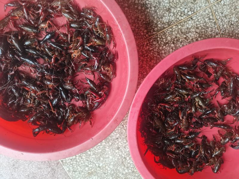 农村生态小龙虾，精品现货速发，保质保量欢迎选购