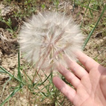 婆罗门参籽巨型蒲公英种子绿化种子