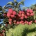 K9苹果预售中，自家果园产地直发，欢迎各位老板咨询