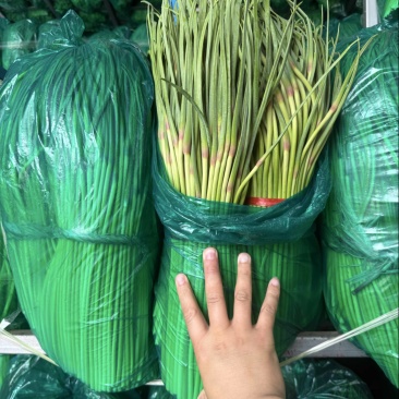 冷库邳州红帽蒜薹电商货源标准小把去叶净菜量大货源充足！