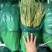 冷库邳州红帽蒜薹电商货源标准小把去叶净菜量大货源充足！