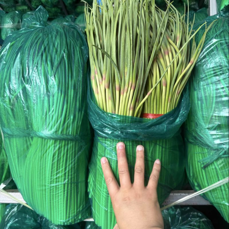 冷库邳州红帽蒜薹电商货源标准小把去叶净菜量大货源充足！