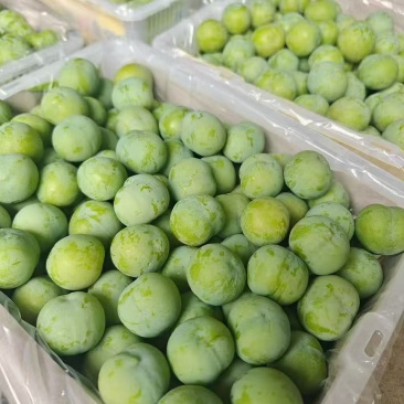 贵州四月李产地直销种植面积50亩产量大