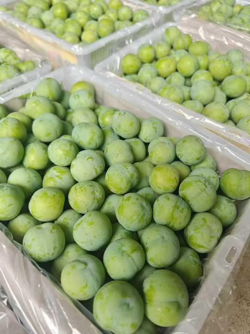 贵州四月李产地直销种植面积50亩产量大