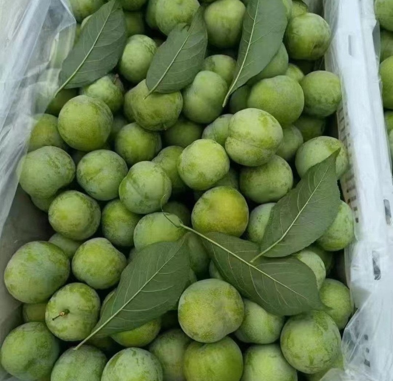 贵州四月李产地直销种植面积50亩产量大