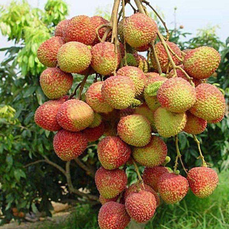 妃子笑荔枝大量供应，对接各大电商团购等，可一件代发，诚信