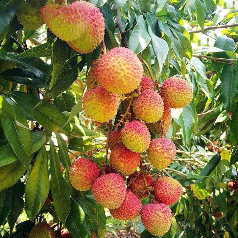 妃子笑荔枝大量供应，对接各大电商团购等，可一件代发，诚信