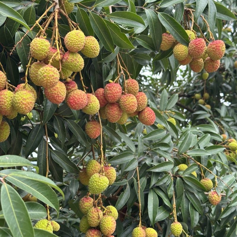 妃子笑荔枝大量供应，对接各大电商团购等，可一件代发，诚信
