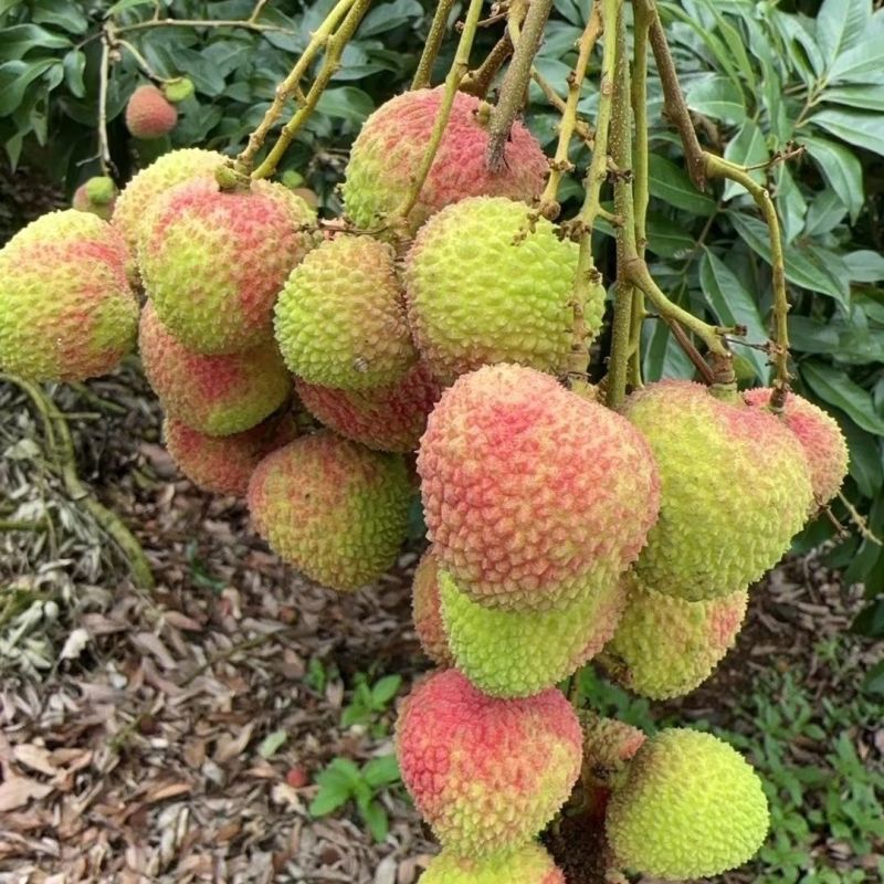 精品妃子笑荔枝，产地直发，可对接各大电商平台，一件代发
