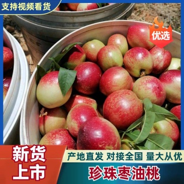 水果云南早熟珍珠早油桃，中油油桃，，红宝石，，