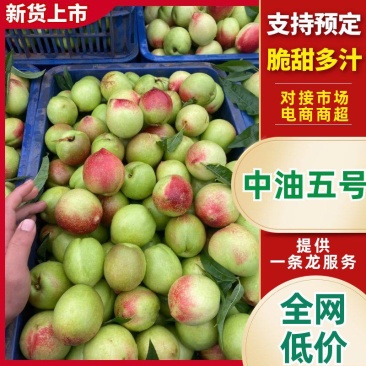云南中油5号，中油五号，中油油桃，万亩桃园以上，供应量充