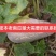 蜜本南瓜