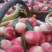 突围桃子