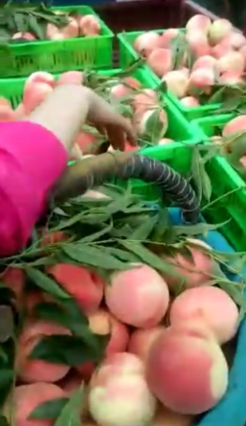 突围桃子