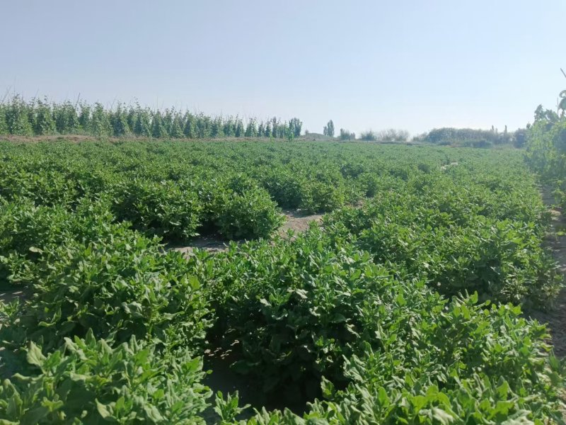 番杏种子洋菠菜种子新西兰菠菜种子保健菜耐寒耐热四季20克