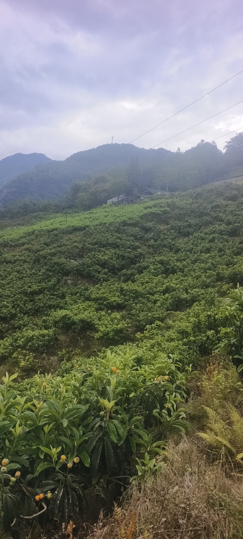 枇杷还有十来天就可以吃了，需要的老板可以提前看货订购。
