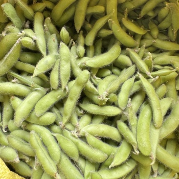 新鲜翠绿宝毛豆徽阜南基地直发荚绿粒饱鲜甜软糯