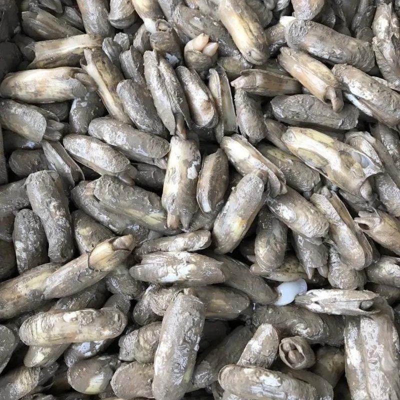 小人仙，全规格大量发货。