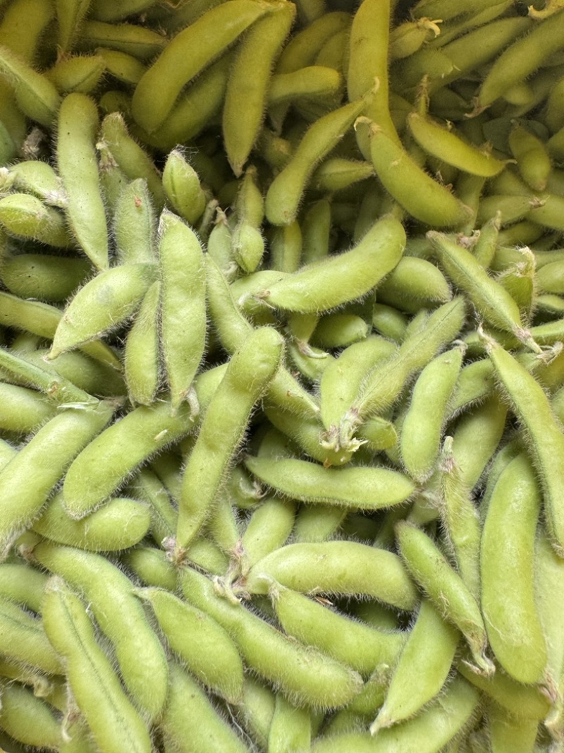 新鲜翠绿宝毛豆徽阜南基地直发荚绿粒饱鲜甜软糯