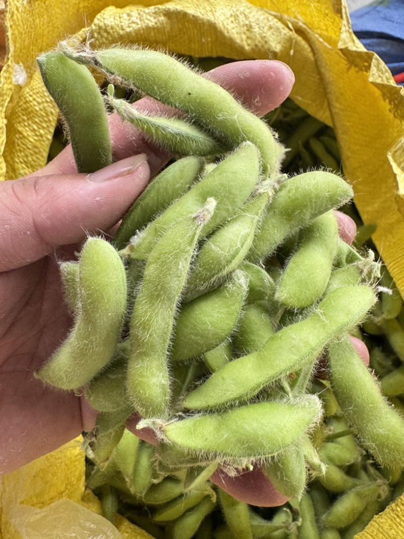 新鲜翠绿宝毛豆徽阜南基地直发荚绿粒饱鲜甜软糯