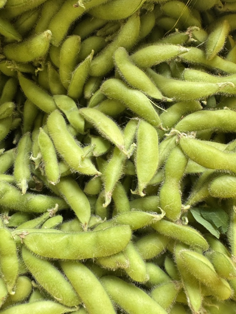 新鲜翠绿宝毛豆徽阜南基地直发荚绿粒饱鲜甜软糯