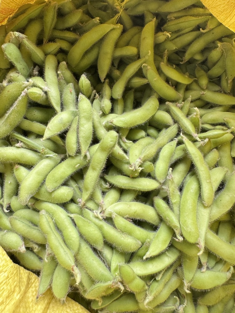 新鲜翠绿宝毛豆徽阜南基地直发荚绿粒饱鲜甜软糯