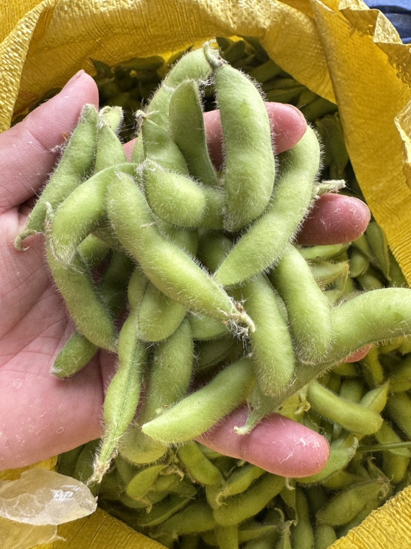新鲜翠绿宝毛豆徽阜南基地直发荚绿粒饱鲜甜软糯