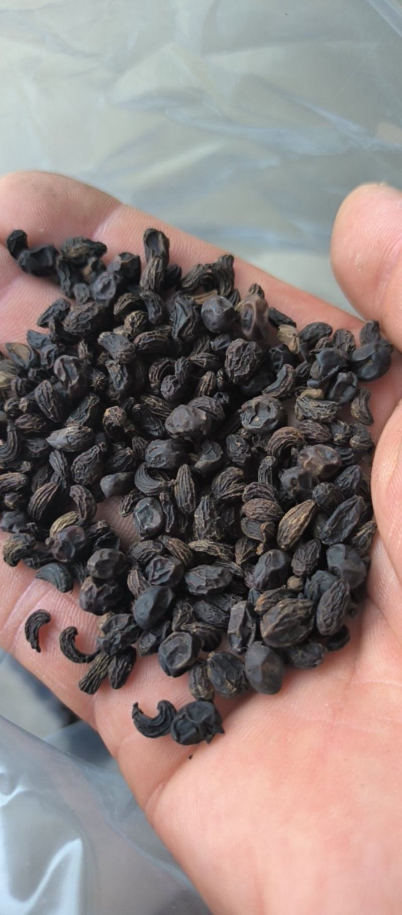 女贞子腰果女贞子大量批发质量保证量大从优
