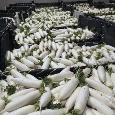 水洗萝卜土萝卜大量有货