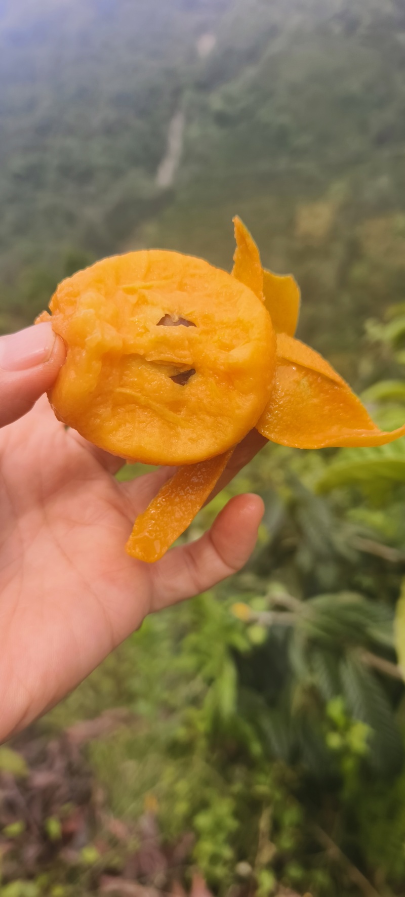 枇杷还有十来天就可以吃了，需要的老板可以提前看货订购。