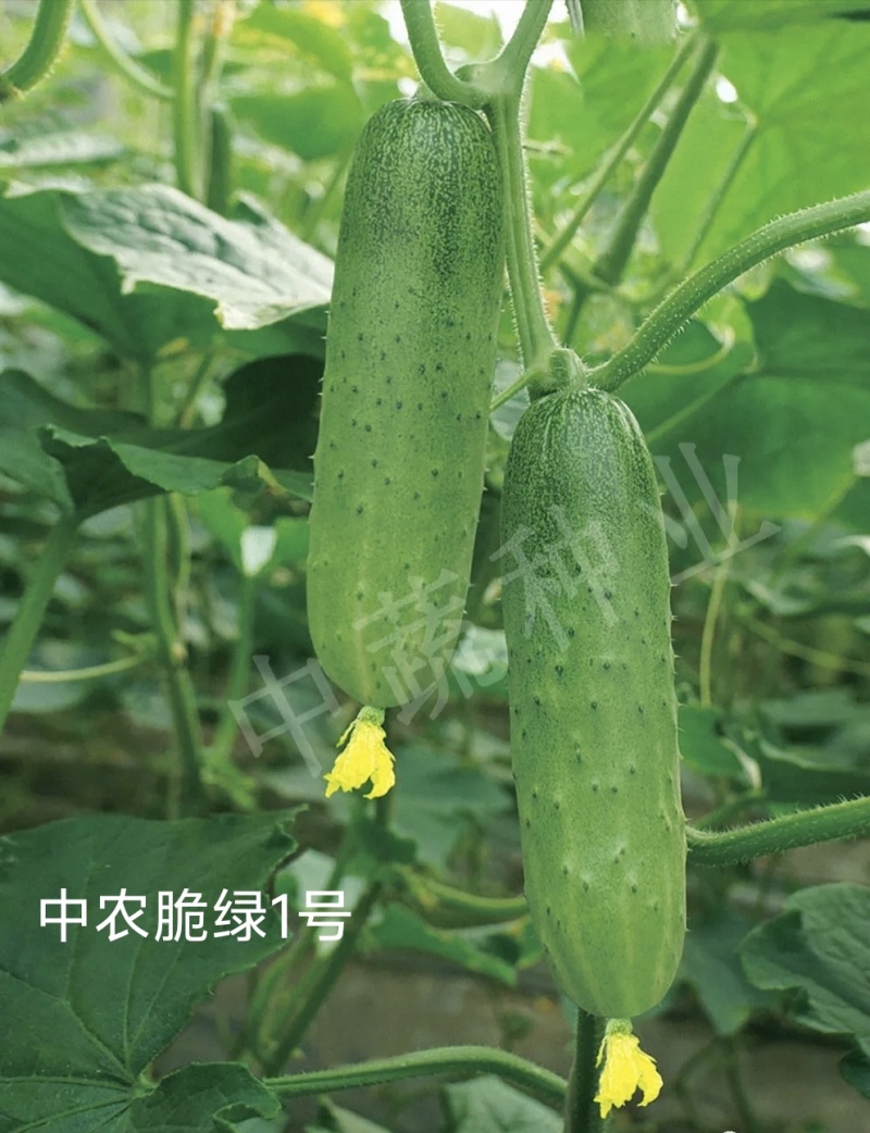 中蔬中农脆绿1号黄瓜种子脆甜口感型水果黄瓜种子结瓜多春秋