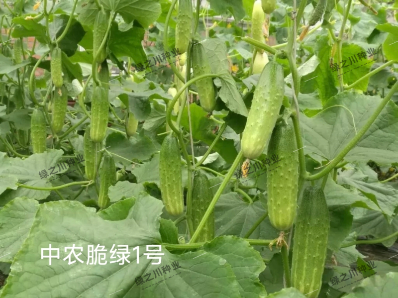 中蔬中农脆绿1号黄瓜种子脆甜口感型水果黄瓜种子结瓜多春秋