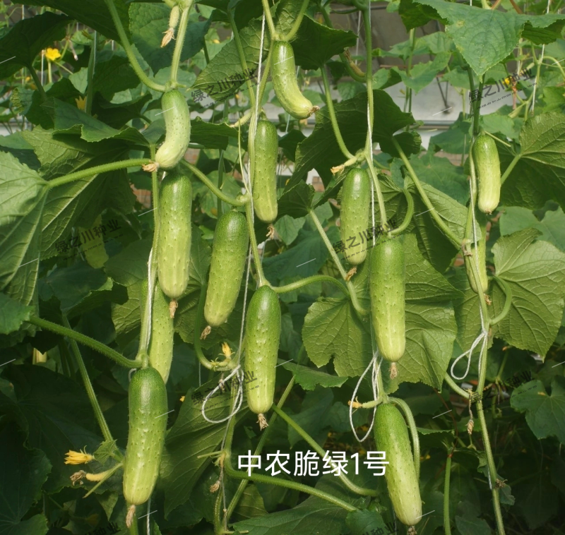 中蔬中农脆绿1号黄瓜种子脆甜口感型水果黄瓜种子结瓜多春秋